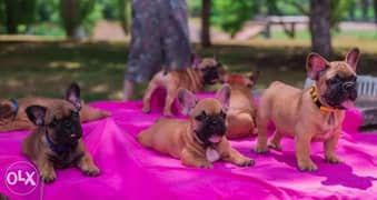 Premium quality imported French Bulldog puppies with all documents 0