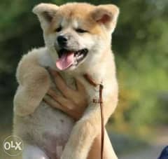 Imported Japanese Akita puppies, premium quality with all documents 0