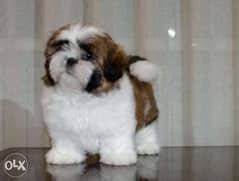 Imported Shihtzu puppies, premium quality with all documents 0