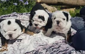 Imported english bulldog puppies, premium quality with all documents 0