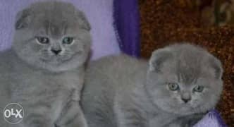 Imported scottish fold kittens, top quality with all documents 0
