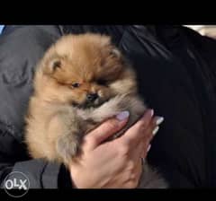 Teacup pomeranian puppies, imported with Pedigree and microchip. . 0