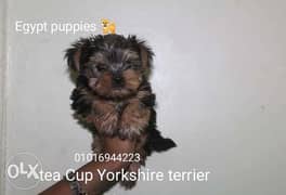 Yorkshire terrier puppies 0