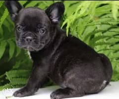 Reserve ur imported premium quality French Bulldog puppy with Pedigree 0