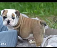 Reserve ur imported English Bulldog puppy with all documents, top qual 0