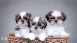 Reserve ur imported shihtzu puppy with all documents, top quality 0