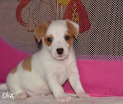 Reserve ur imported jack Russell puppy with all documents, top quality 0