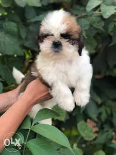 Shihtzu puppies, top quality. . Imported with all dcs 0
