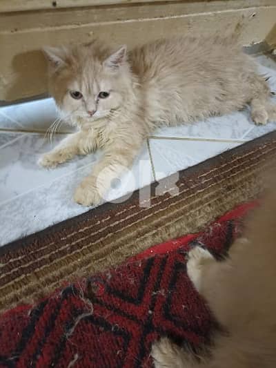 للتبني