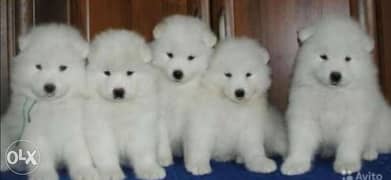 Samoyed puppies, imported with all dcs 0