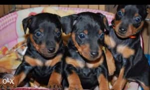 Mini pinscher puppies, imported with all dcs 0