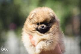 Teacup pomeranian puppies, imported with all dcs 0