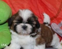 Reserve ur top quality shihtzu puppy, imported with all dcs 0