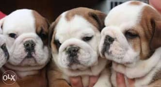 Reserve ur top quality english bulldog puppy, imported with all dcs 0