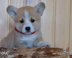 Reserve ur top quality corgi puppy, imported with all dcs 0