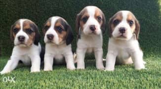 Reserve ur top quality beagle puppy, imported with all dcs 0