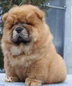 Reserve ur top quality chowchow puppy, imported with all dcs 0
