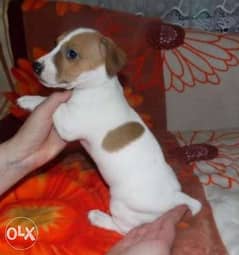 Reserve ur top quality jack Russell puppy, imported with all dcs 0