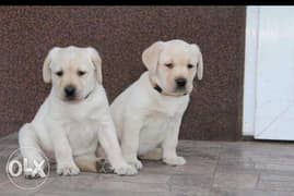 Top quality imported Labrador puppies with Pedigree 0