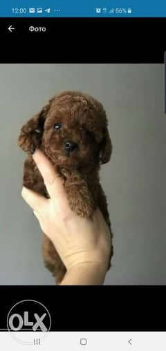 Top quality toy poodle puppies, imported with Pedigree,Males and femal 0