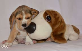 بيجل. . Imported top quality beagle puppies 0