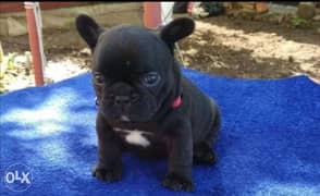 French bulldog puppies, imported with all dcs. . All colors are availab 0