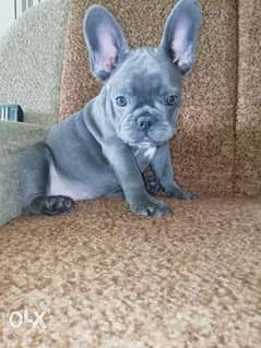 Top quality blue French Bulldog puppies, with all documents 0