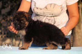 imported top quality german shepherd puppies FASTEST DELIVERY 0
