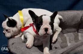 French bulldog, imported with all documents. . Males and females 0