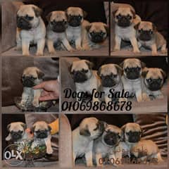 Mini pug puppies 55 days Important parents available male and female 0