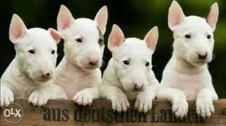 Imported bull terrier puppies. . TOP QUALITY 0
