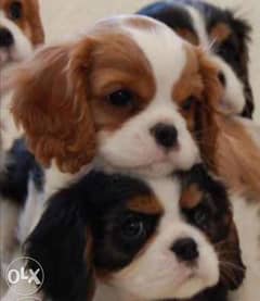 Cavalier King Charles. . TOP QUALITY 0
