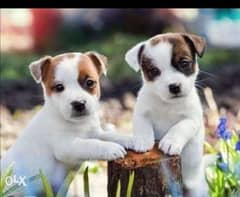 Jack Russell Puppies. . TOP QUALITY 0