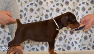 Imported doberman puppies. . TOP QUALITY 0