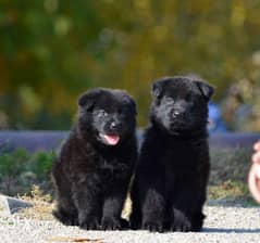 Royal Black puppies. . FCI PEDIGREE. . Top quality 0