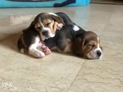 Beagle puppies. . TOP QUALITY 0