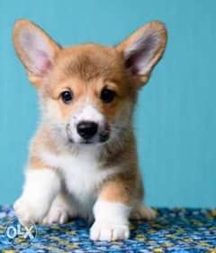 Imported corgi puppies, top quality with Pedigree. . All colors 0