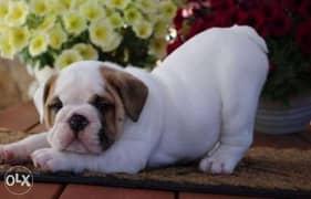 Imported english bulldog puppies, best quality and all colors are avai 0
