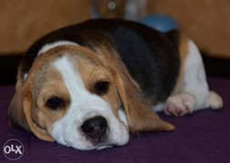 Imported beagle puppies, best quality and all colors r available 0