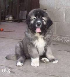 BEST imported caucasion puppies for sale, Giant size and Champion bloo 0