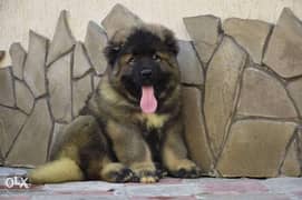 We import BEST QUALITY of large breed puppies with best prices 0