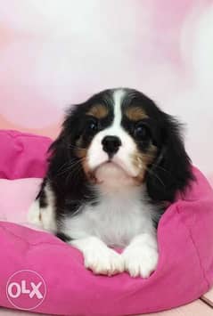 Cavalier King Charles, imported from Ukraine. Top quality with Pedigree 0