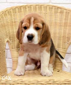 Beagle puppies, imported from Ukraine. . Best quality with Pedigree 0