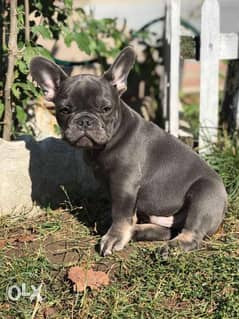 French bulldog puppies, imported from Ukraine. Top quality with Pedigr 0