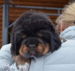Reserve ur imported Tibetan mastiff puppy, Giant size with Pedigree 0