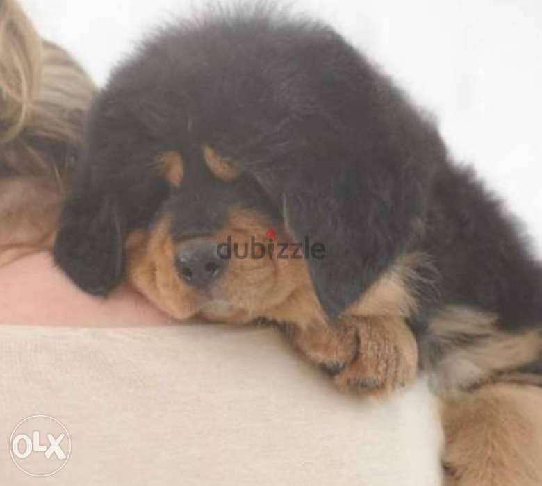 Reserve ur imported Tibetan mastiff puppy, Giant size with Pedigree 1