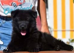 Reserve ur imported royal black puppy, top quality with Pedigree 0