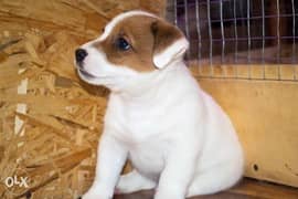 Premium quality jack Russell puppies 0