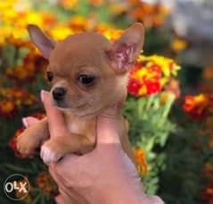 High quality teacup chihuahua puppies 0