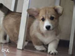 Reserve ur imported corgi puppy, top quality with Pedigree 0